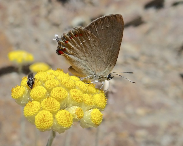 false ilex hairstreak